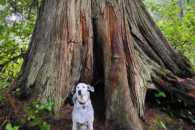 Nature Walks in Pacific - A Detailed Look at the Experience