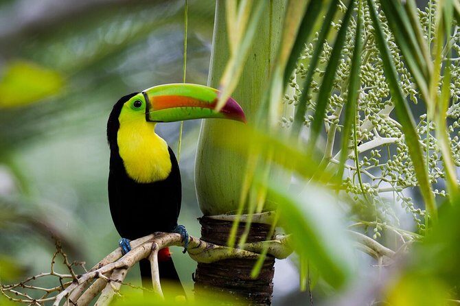 Nature Wildlife Safari Float Tour from La Fortuna-Arenal - Exploring the Wildlife and the Experience