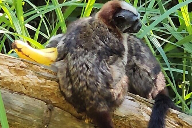 Nature & Wildlife Walks at ANCON HILL: For All ages, AM or PM - Key Points