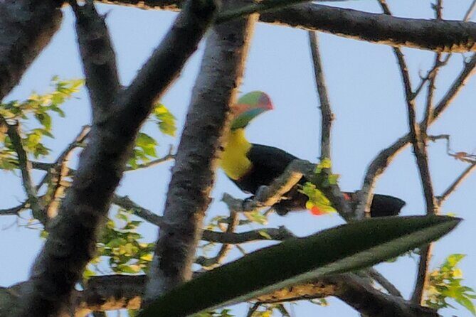 Nature & Wildlife Walks at ANCON HILL: For All ages, AM or PM - Authentic Experiences from Travelers