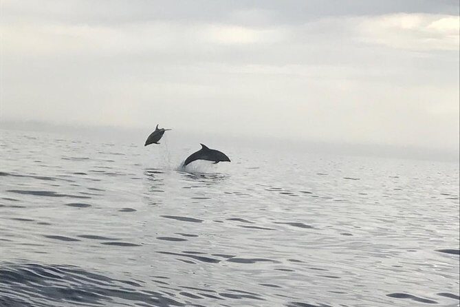 Nausicaa. Discover Collioure and the Côte Vermeille from the sea. - Final Thoughts: The Practical Edge