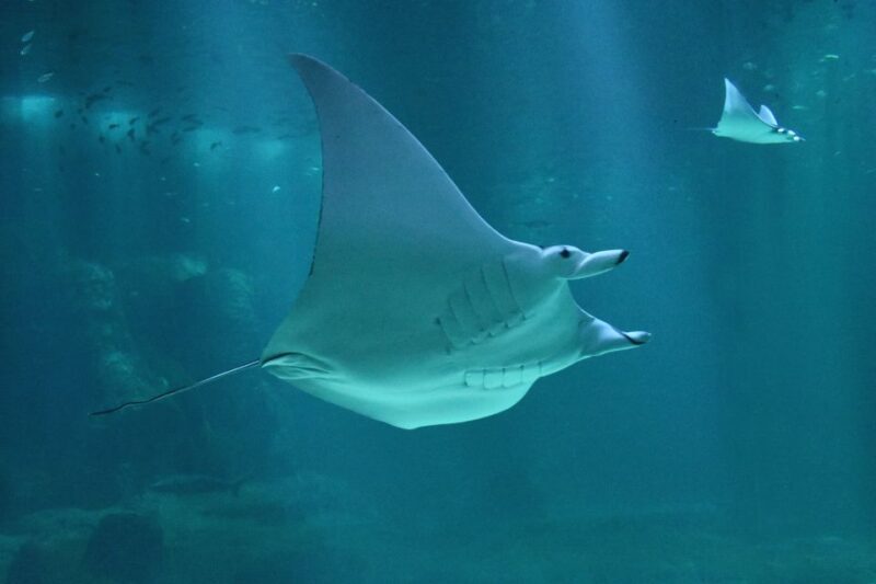 Nausicaá National Sea Center: Full-Day Entry Ticket - An In-Depth Look at Nausicaá