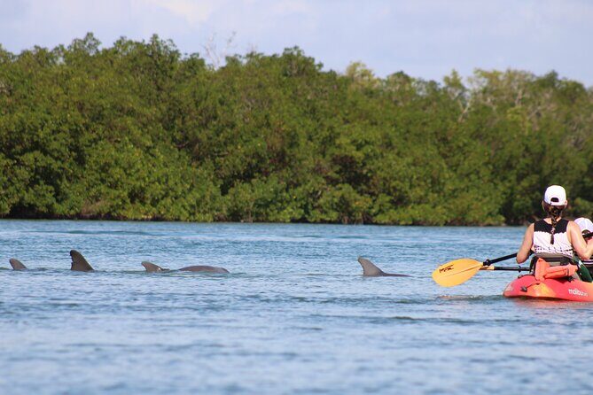 Nauti Exposures - Guided kayak tour through the Mangroves - Practical Tips for the Trip