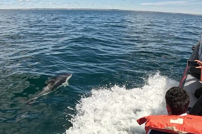 Nautical Adventure in Search of Dolphins - Key Points