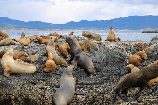 Navigate through the Beagle Channel: Seal, Bird & Penguin Islands - Key Points