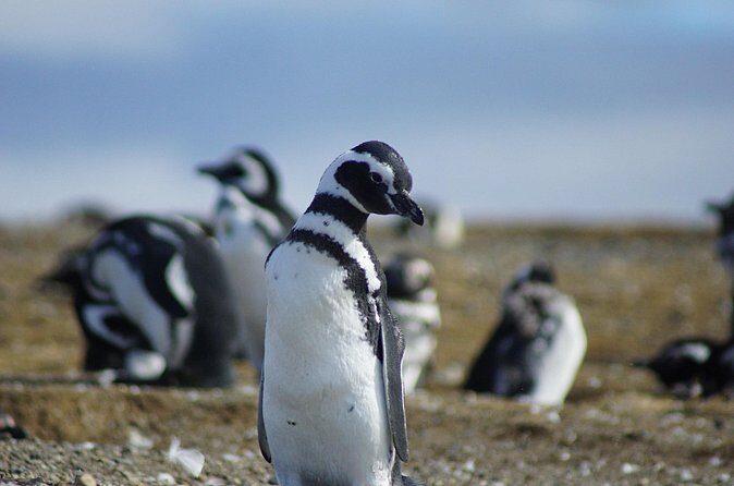 Navigation Beagle Channel to the penguin - Final Word