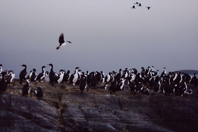 Navigation: Beagle Postcards - Final Thoughts: Who Is This Tour Best For?