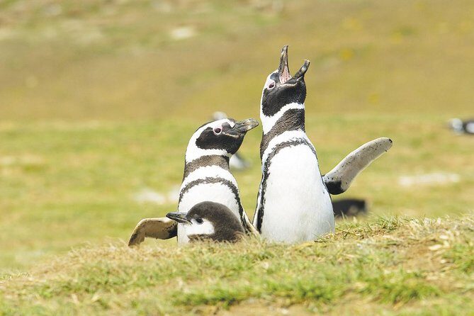 Navigation Magdalena Island and Marta - The Itinerary in Detail