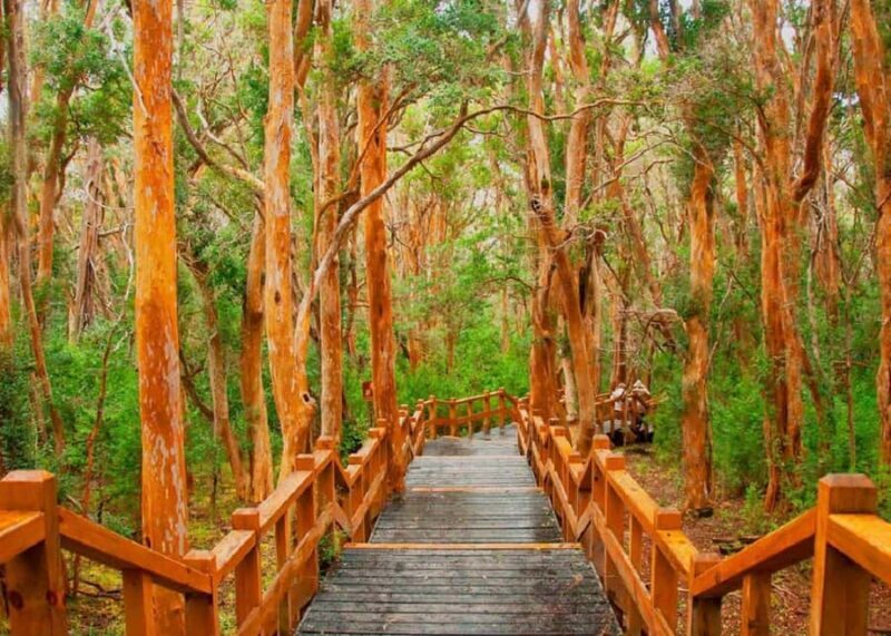 Navigation through Isla Victoria and Bosque de Arrayanes - Why This Tour Matters