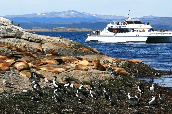 Navigation to Beagle Channel and Sea Lions Island with Transfers - In-Depth Review of the Beagle Channel Catamaran Trip