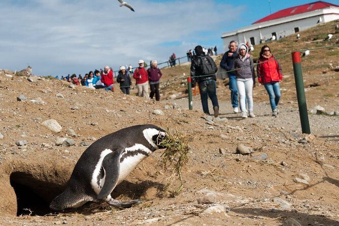 Navigation to South Fjords & Magdalena Island - Key Points