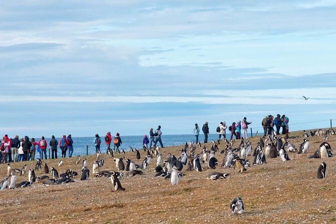 Navigation to South Fjords & Magdalena Island - FAQ