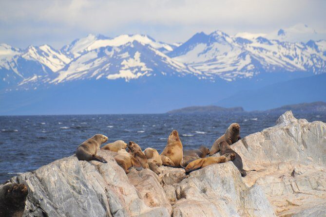 Navigation to the Penguins island - USHUAIA - Beagle Channel - In-Depth Review: What to Expect on This Ushuaia Wildlife Adventure