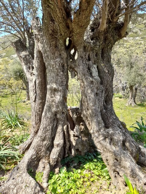 Naxos: Countryside hike among villages & Byzantine churches - Frequently Asked Questions