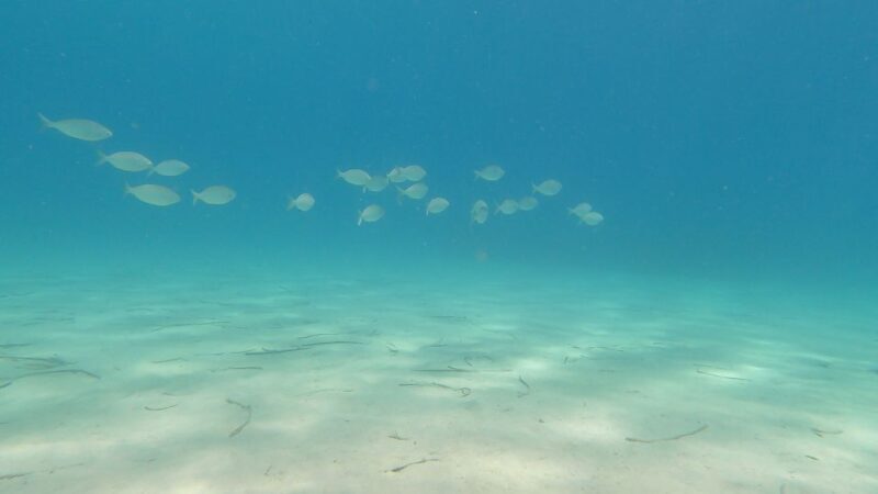 Naxos: Discover Scuba Diving on Agios Georgios Beach - Practical Information and Tips