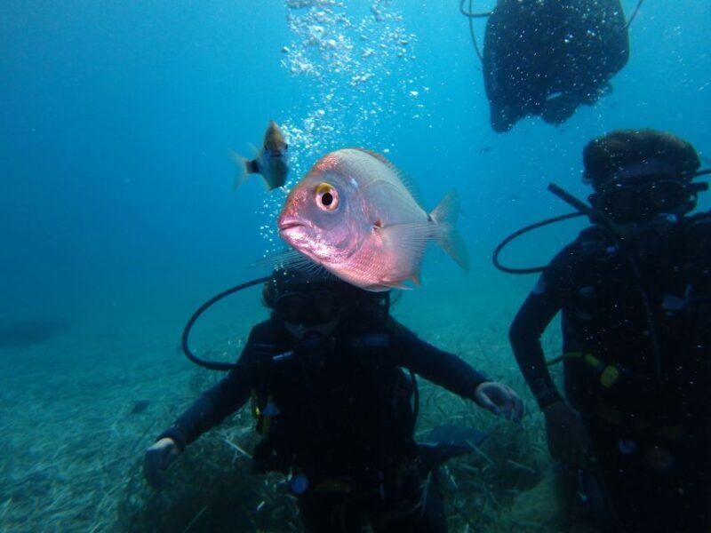 Naxos: Discover Scuba Diving - Your first experience diving - What to Expect from Your Discover Scuba Experience in Naxos