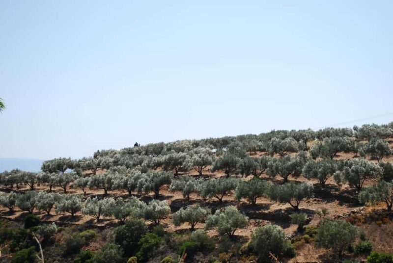 Naxos Dream Tour: Local Flavors, Olive Oil, Lunch - Practical Details and What to Expect