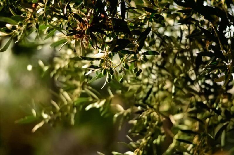 Naxos Dream Tour: Local Flavors, Olive Oil, Lunch - Who Will Love This Tour?