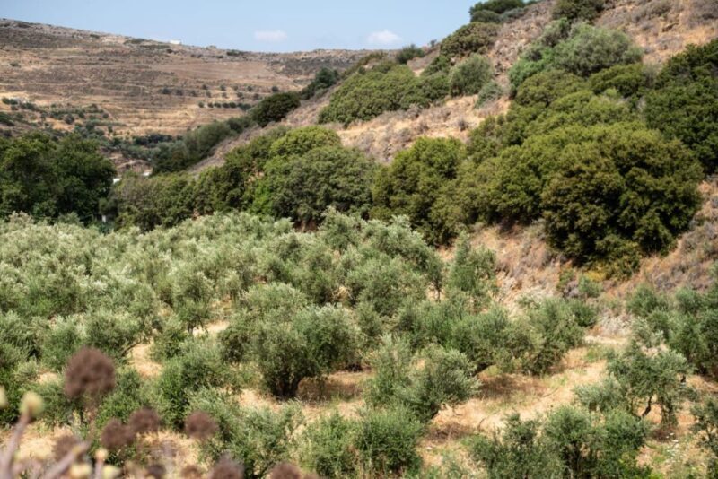 Naxos: Half-Day Olive Oil Tour with Tastings - Why This Tour Is a Great Choice