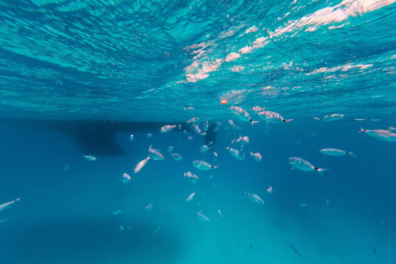 Naxos/ Paros: Sailing Cruise with Food and Drinks - Who Should Book This Experience?