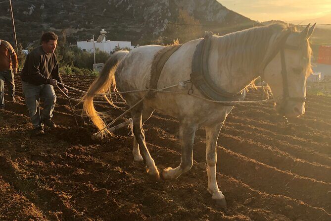 Naxos Perivoli Farm Experience & Wood-fire Cooking Class - Naxos Perivoli Farm Experience & Wood-fire Cooking Class: A Deep Dive into Authentic Greek Farm Life