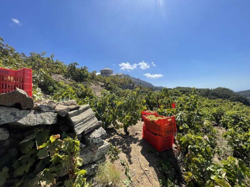 Naxos: Private Vineyard Tour & Wine Tasting with an Expert - Final Thoughts: Is It Worth It?