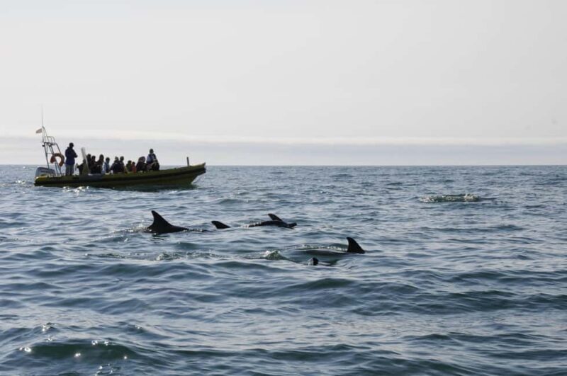 Nazaré: Dolphin Safari - An In-Depth Look at the Nazaré Dolphin Safari Experience