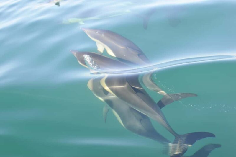 Nazaré: Dolphin Safari - Frequently Asked Questions