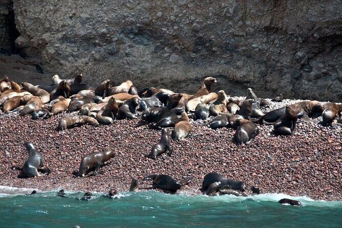 Nazca Lines & Ballestas Islands Private Tour Bus&Flight from Lima - A Detailed Look at the Experience