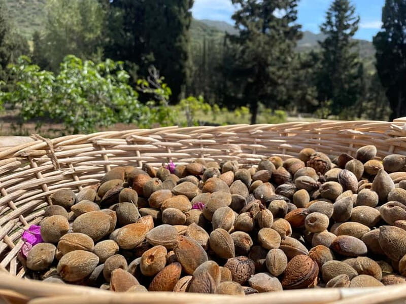 Near Cagliari: Almond Blossom Magic at "In Our Garden" (new) - In-Depth Review: What to Expect from the Almond Blossom Tour