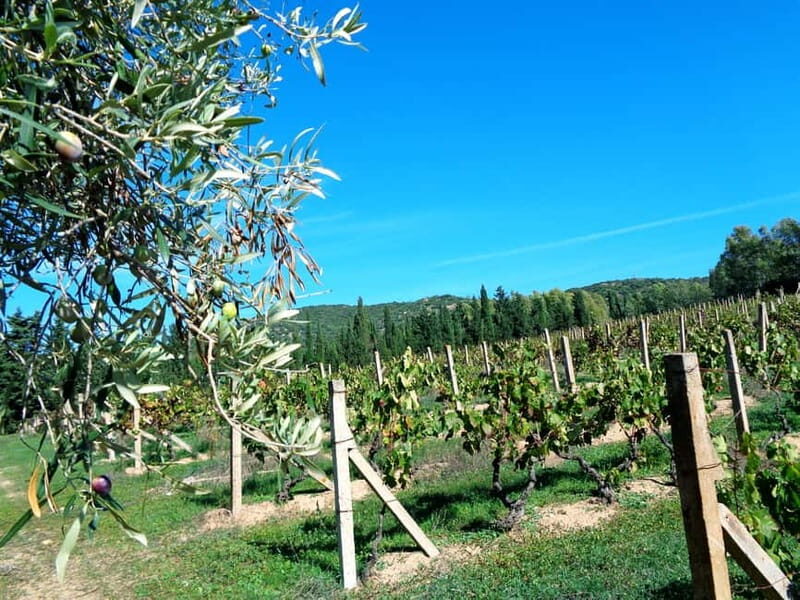 Near Cagliari: The World of Natural Wine at "In Our Garden" - Near Cagliari: The World of Natural Wine at In Our Garden