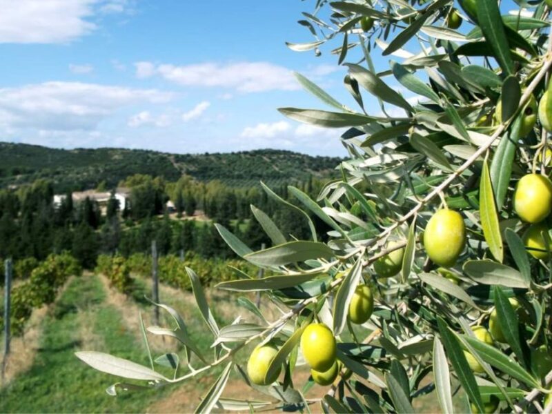 Near Cagliari: The World of Natural Wine at "In Our Garden" - Final Thoughts: Who Should Book This Experience?
