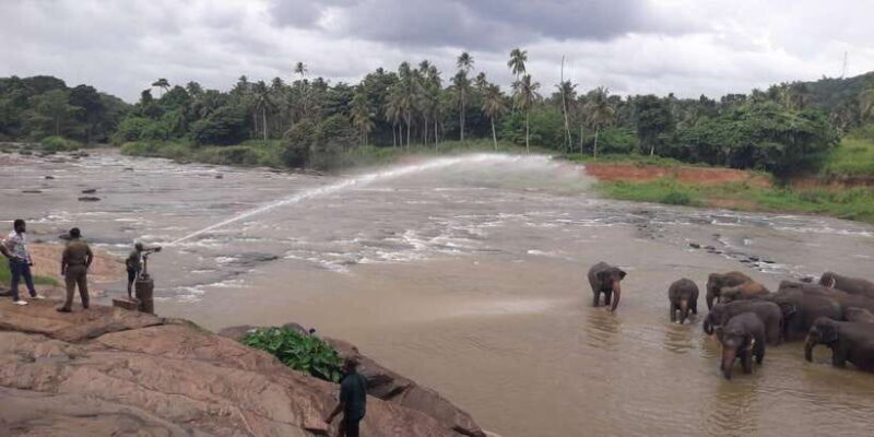 Negombo: Kandy and Pinnawala Elephant Orphanage Day Tour - Key Points