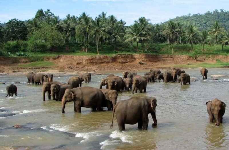 Negombo: Kandy and Pinnawala Elephant Orphanage Day Tour - Valuing the Tour