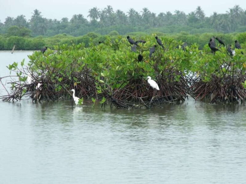 Negombo Lagoon (Mangrove ) Boat Excursion - Who Will Appreciate This Tour?