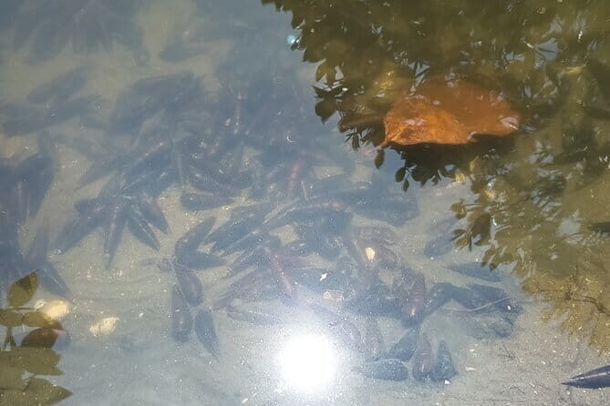 Negombo Lagoon Safari private Tour (Monkey Island, Mangrove) - Key Points