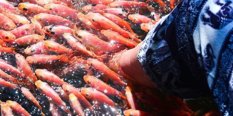 Negombo: Turtle hatchery, River safari, moon stone & Galle - Is This Tour Worth It?