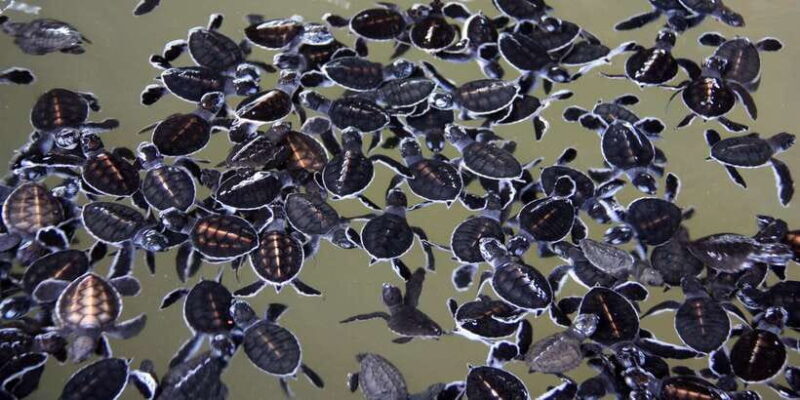 Negombo: Turtle hatchery, River safari, moon stone & Galle - Final Thoughts