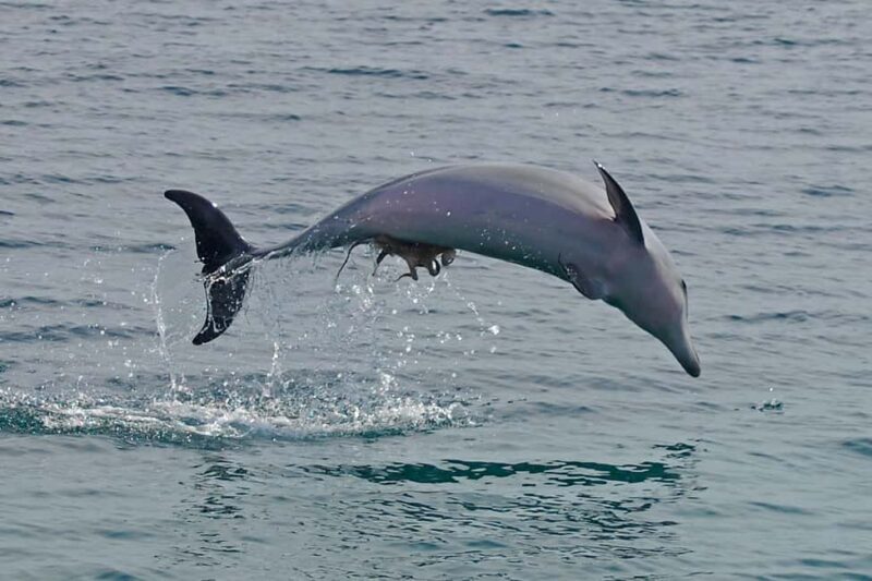 Nelson Bay: Dolphin Watch Cruise and Sail - Key Points
