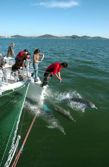 Nelson Bay: Dolphin Watch Cruise and Sail - An In-Depth Look at the Dolphin Watch Cruise and Sail