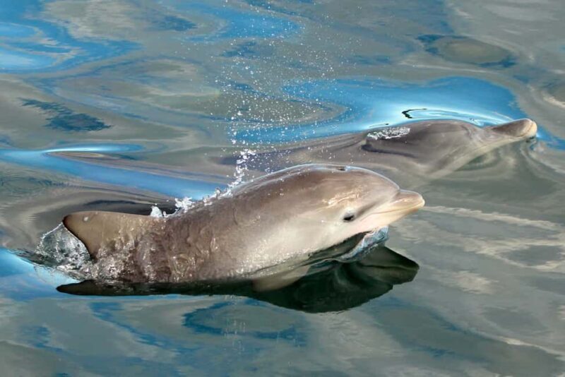 Nelson Bay: Dolphin Watch Cruise and Sail - FAQ