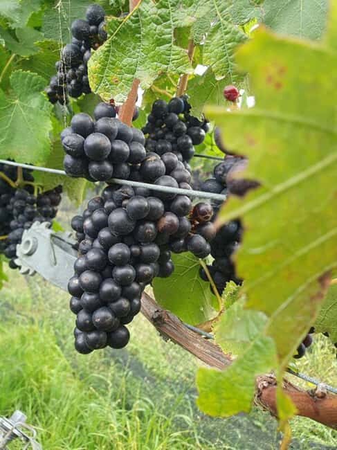 Nelson: Marlborough Wine Tour with Tastings and Lunch - Key Points