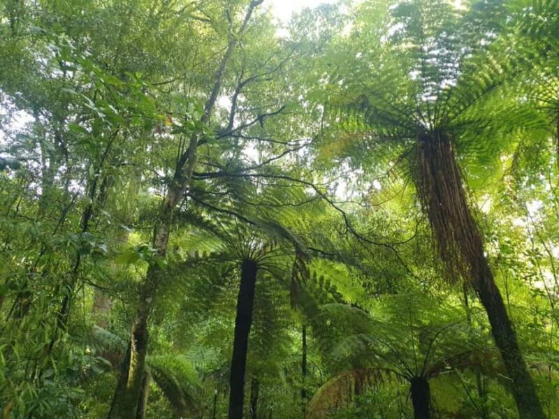 Nelson: Nelson Lakes National Park Day Trip with Lunch - Key Points