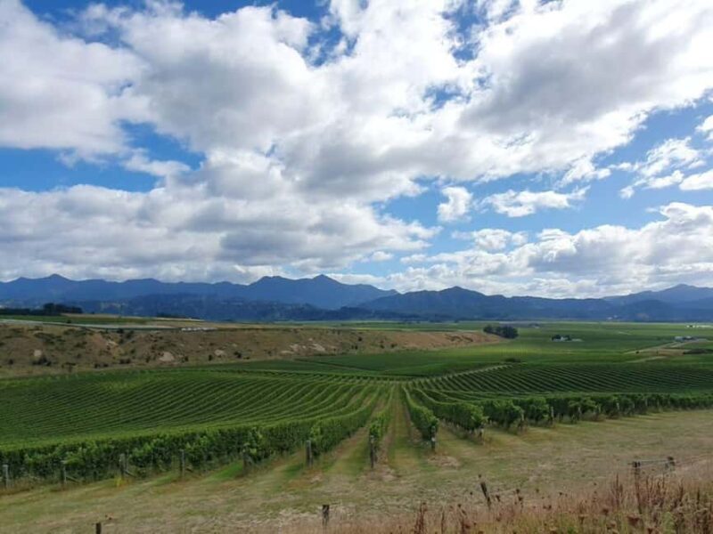 Nelson: Wine and Art Tour with Tastings and Lunch - The Sum Up