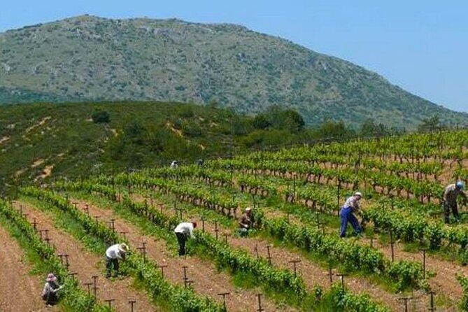 Nemea wine roads, The most famous wine tour in Greece - Who Should Consider This Tour?