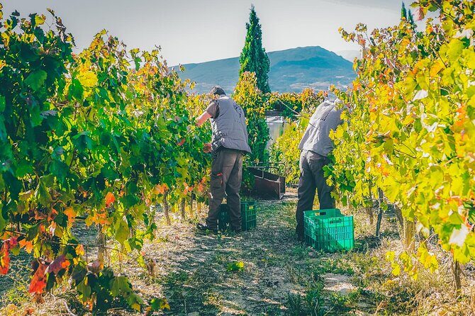 Nemea wine roads, The most famous wine tour in Greece - Final Thoughts: Is the Nemea Wine Roads Tour Right for You?
