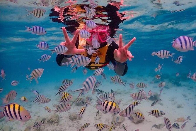 Nemo Island Experience with Drone Photos and Lunch - The Sum Up