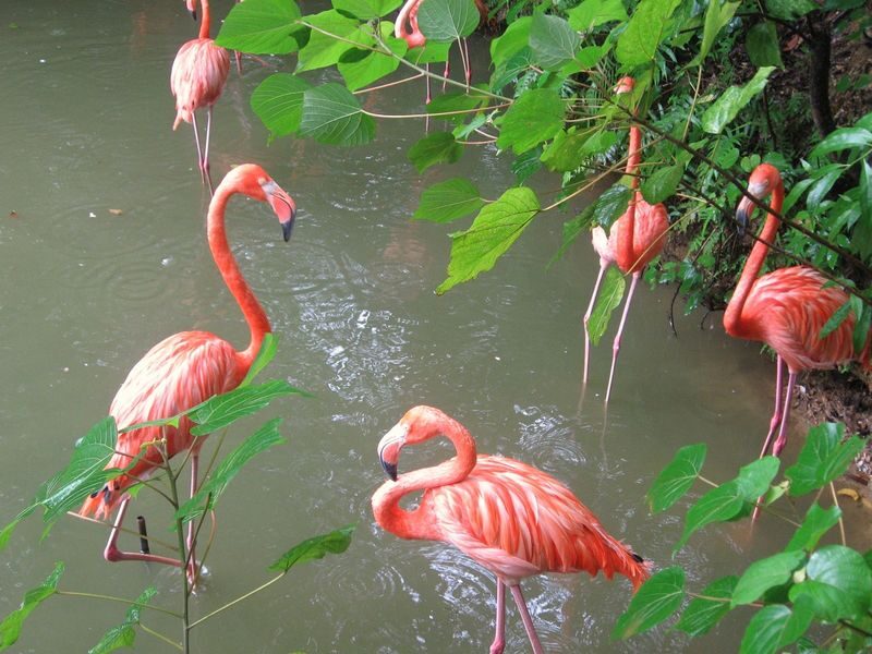 Neo Park Okinawa Ticket - Arriving at Flamingo Lake