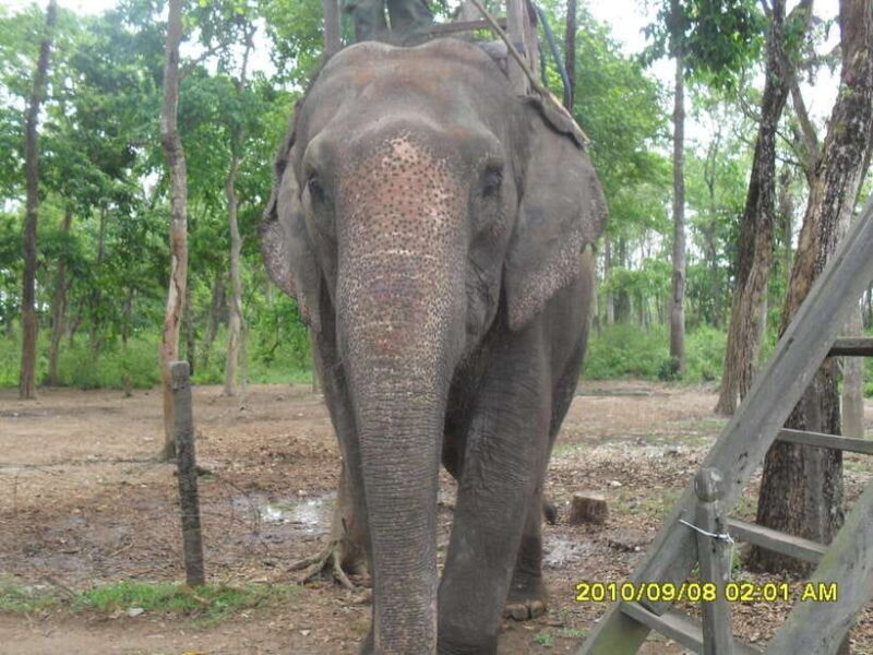 Nepal: Kathmandu and Chitwan National Park Tour - Who Will Love This Tour?