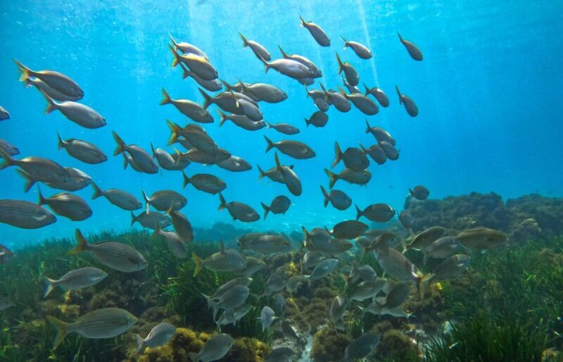 Nerja-Maro: Snorkeling & Sea Scooter - Final Thoughts on Value and Experience